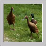 Anas platyrhynchos - Laufente 03.jpg